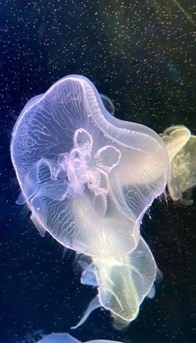 聖淘沙海洋館