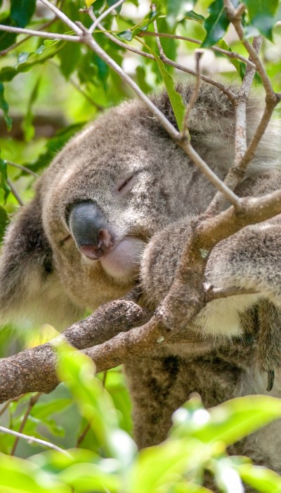 庫倫賓動物園