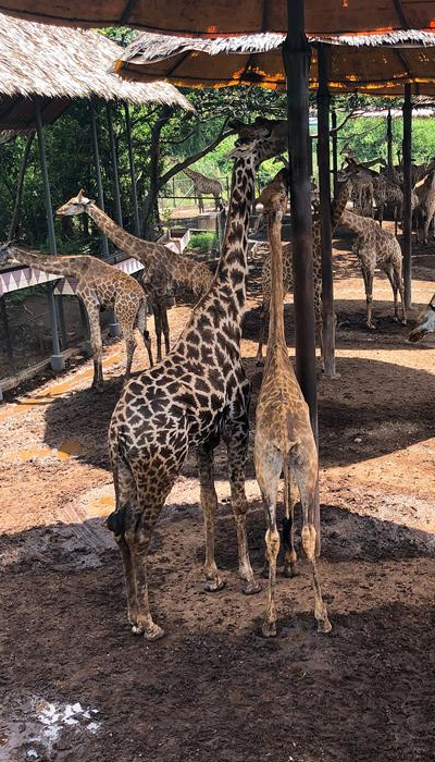 賽佛瑞動物園