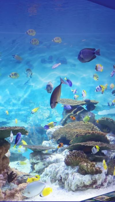 Coex Aquarium
